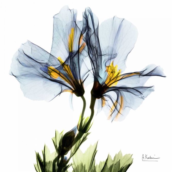 Blue Azalea in Bloom - Cuadrostock