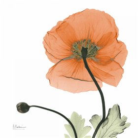 A Gift of Flowers in Orange - Cuadrostock