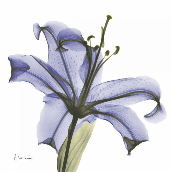 Lily in Purple - Cuadrostock