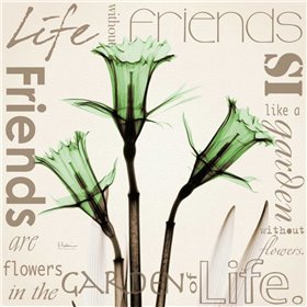 Daffodil Life - Cuadrostock