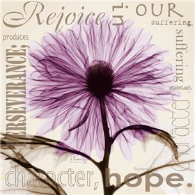 Rejoice - Violet Chrysanthemum - Cuadrostock