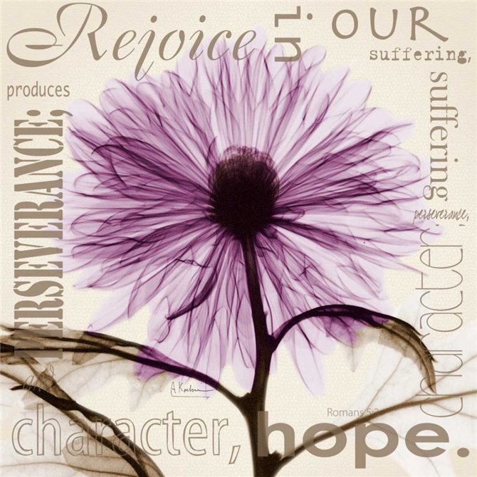 Rejoice - Violet Chrysanthemum - Cuadrostock