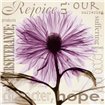 Rejoice - Violet Chrysanthemum - Cuadrostock