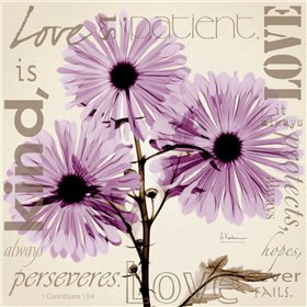 Love - Violet Chrysanthemum - Cuadrostock