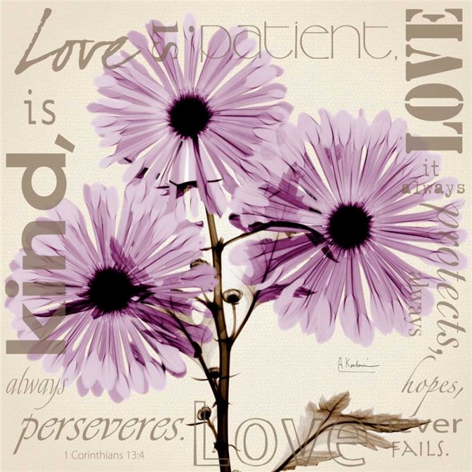 Love - Violet Chrysanthemum - Cuadrostock