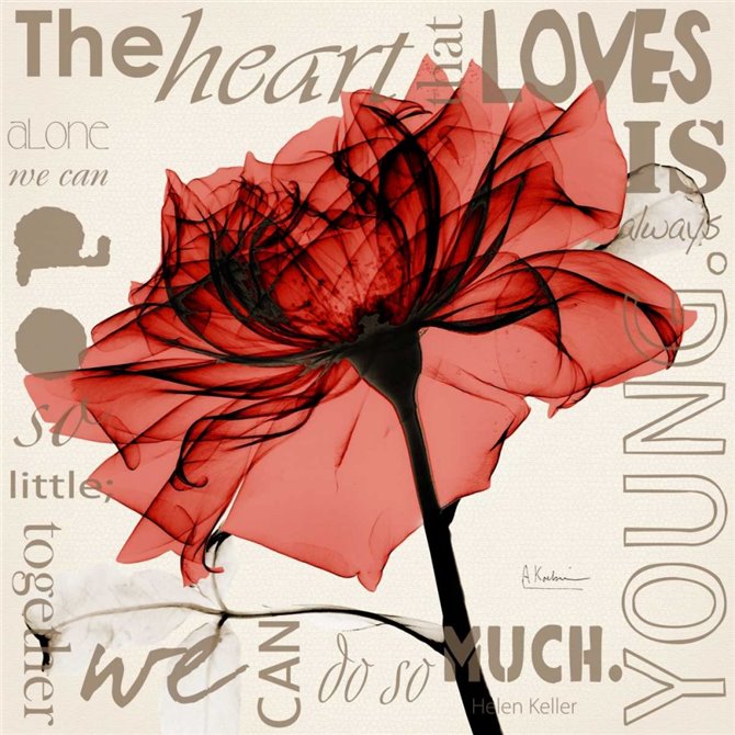 Red Rose Love - Cuadrostock
