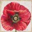 Red Poppy - Cuadrostock