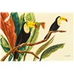 Tropical Toucans II - Cuadrostock