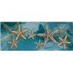 Starfish - Cuadrostock