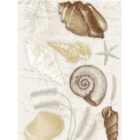 Shells Mate - Cuadrostock