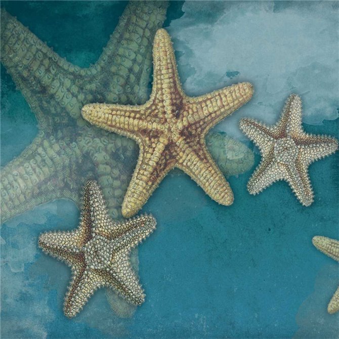 Starfish - Cuadrostock