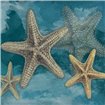 Starfish - Cuadrostock