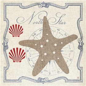 Pacific Starfish - Cuadrostock