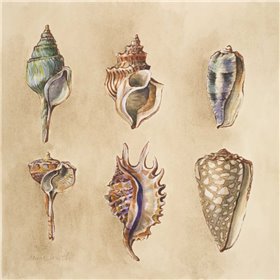 Seashells I - Cuadrostock