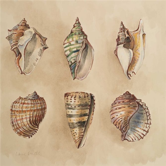 Seashells II - Cuadrostock