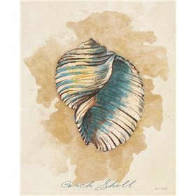 Conch Shell - Cuadrostock