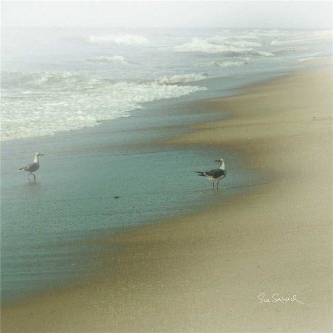 Seabirds - Cuadrostock