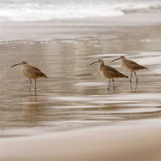Shore Birds I - Cuadrostock