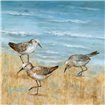 Sandpipers II - Cuadrostock