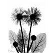 Gerbera BW - Cuadrostock