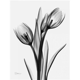 Tulips H37 - Cuadrostock