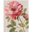 Harmonious Rose Linen - Cuadrostock