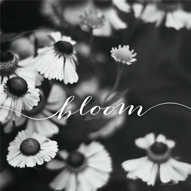 Bloom - Cuadrostock