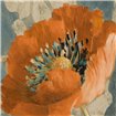 Orange Poppy - Cuadrostock