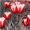 Red Tulips II - Cuadrostock