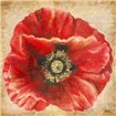 Red Poppy on Gold - Cuadrostock