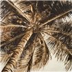 Coconut Palm II - Cuadrostock