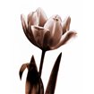 Tulip in Sepia I - Cuadrostock