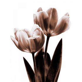Tulip in Sepia II - Cuadrostock