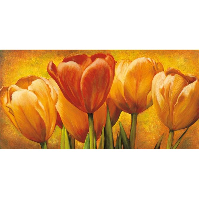 Bouquet of orange tulips - Cuadrostock