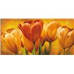 Bouquet of orange tulips - Cuadrostock