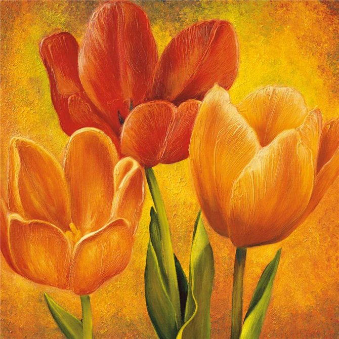 Orange Tulips I - Cuadrostock