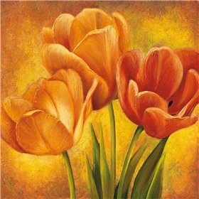 Orange Tulips II - Cuadrostock
