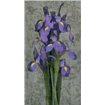 Purple Iris - Cuadrostock