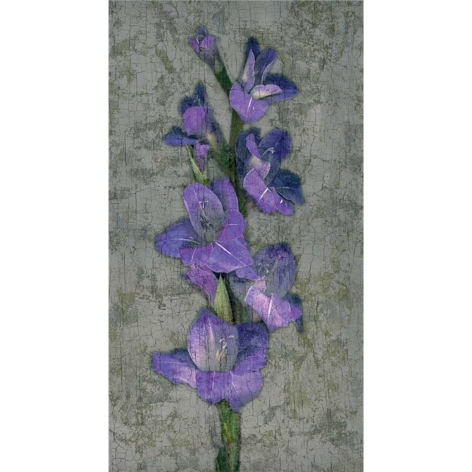 Purple Gladiola - Cuadrostock