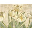 White Tulips on Ivory - Cuadrostock