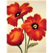 Orange Poppies - Cuadrostock