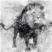 Lion - Cuadrostock