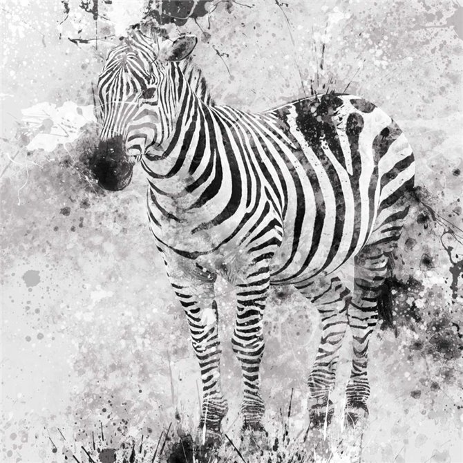 Zebra I - Cuadrostock