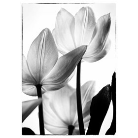 Cuadro para dormitorio - Translucent Tulips III - Cuadrostock