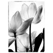 Translucent Tulips III - Cuadrostock