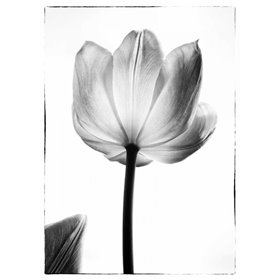 Cuadro para dormitorio - Translucent Tulips I - Cuadrostock