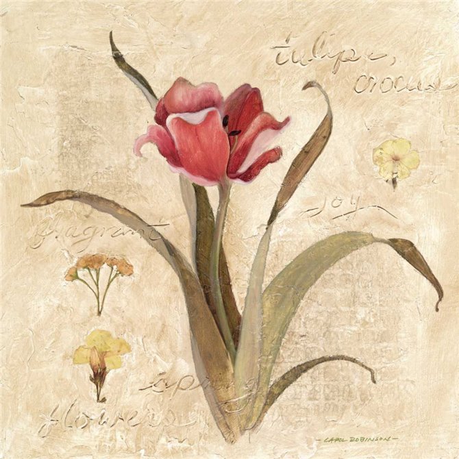 Red Tulip - Cuadrostock