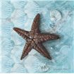 Starfish Fossil - Cuadrostock