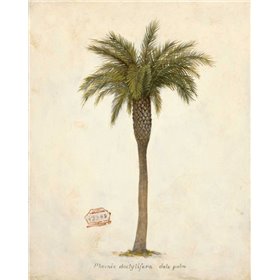 Date Palm Illustration  - Cuadrostock