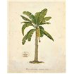 Banana Palm Illustration  - Cuadrostock